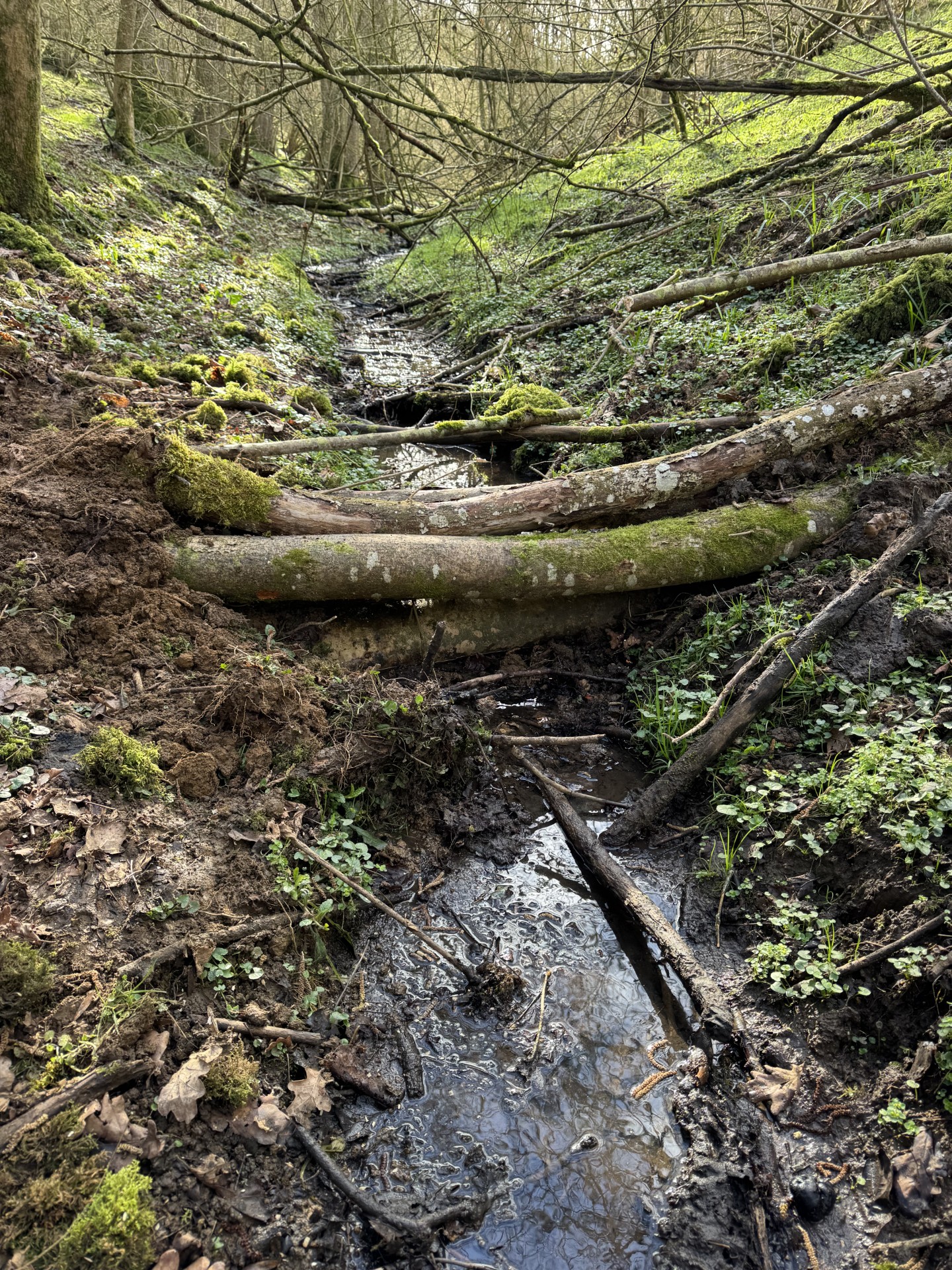 Small Leaky Woody Dam