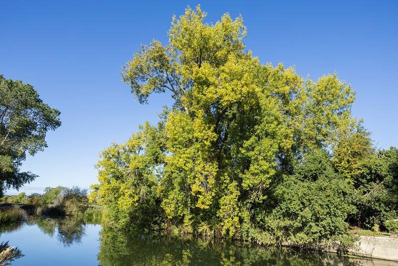 Black Poplar on the River Thames credit Nicola Schafer Low Res